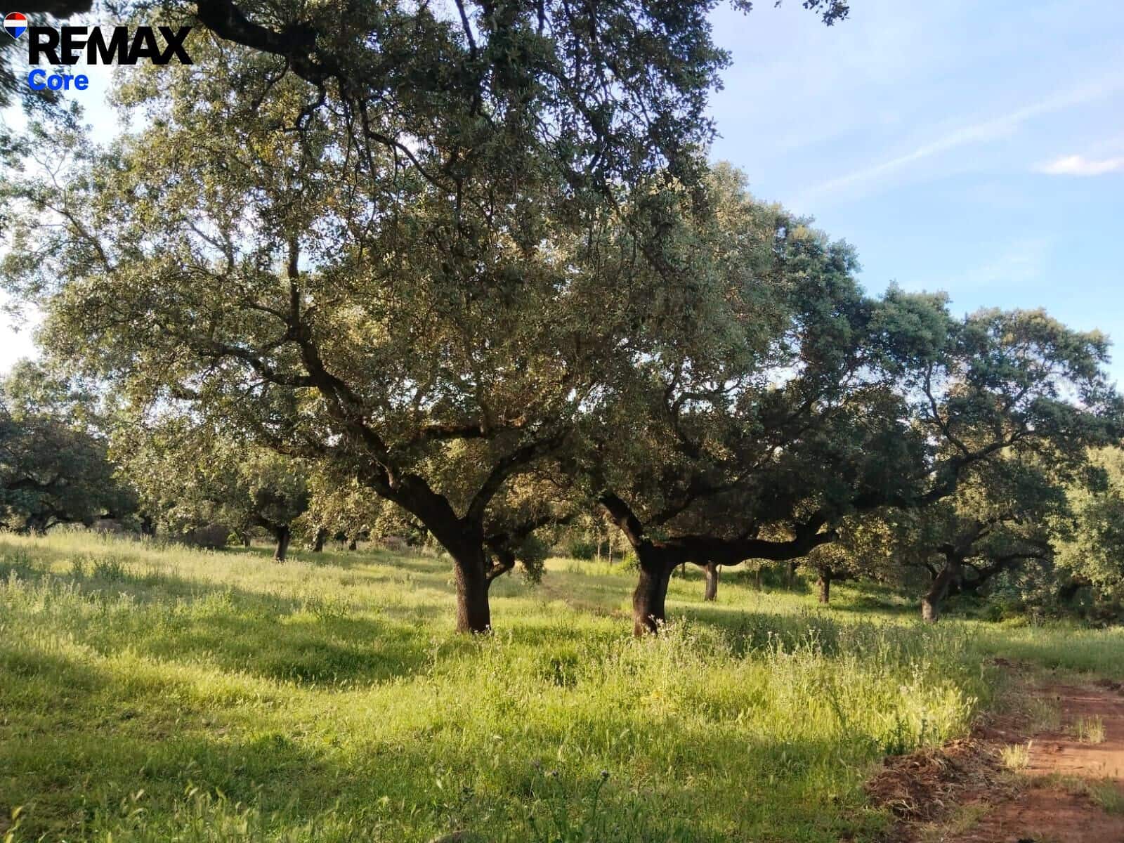 Ubebygd land til salgs i Jerez de los Caballeros - € 370 000 (Ref: 9659440)