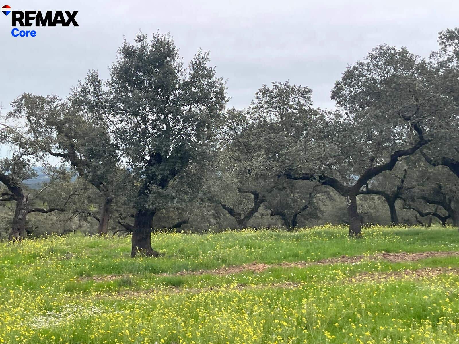 Ubebygd land til salgs i Jerez de los Caballeros - € 370 000 (Ref: 9659440)