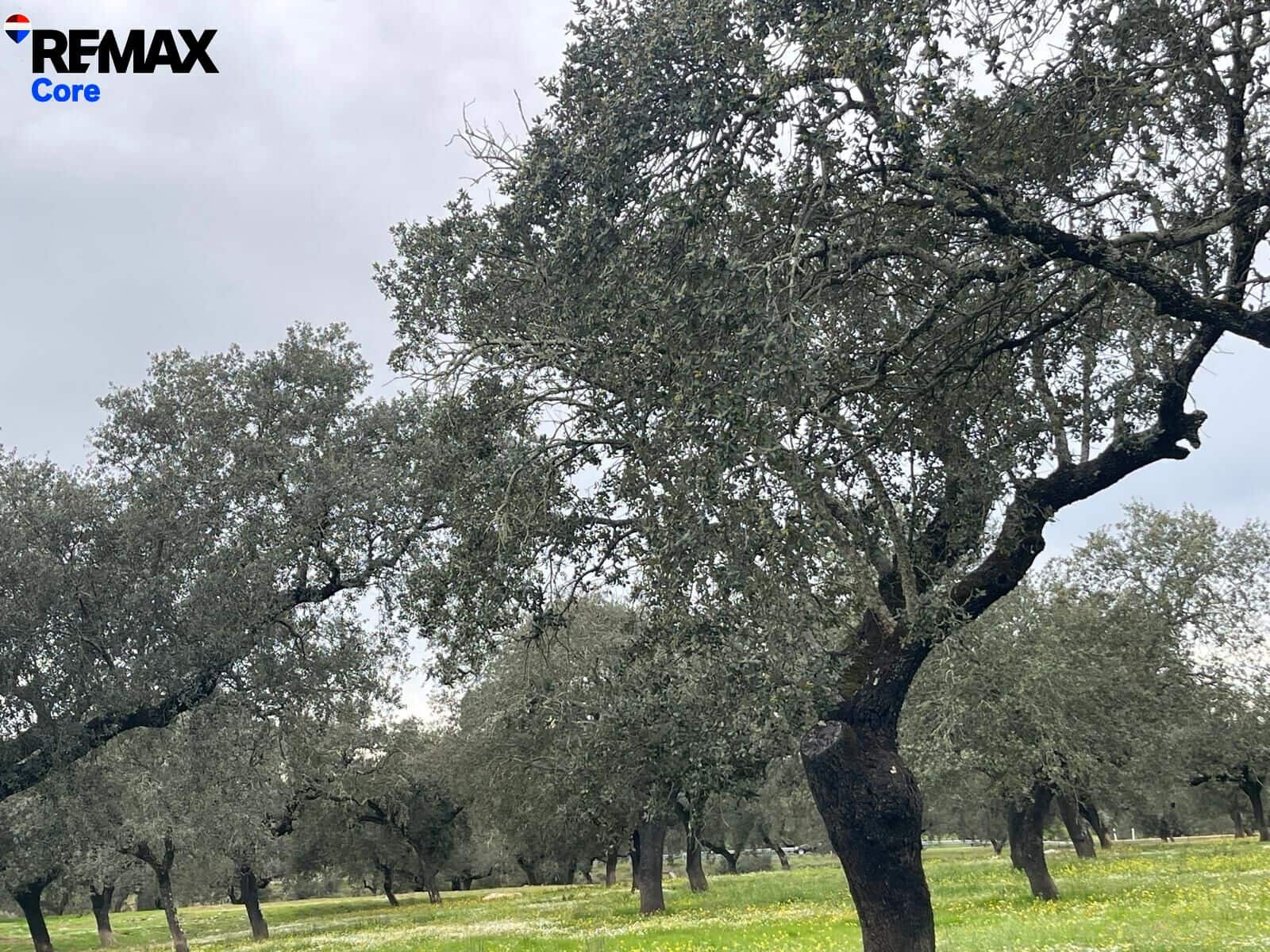 Ubebygd land til salgs i Jerez de los Caballeros - € 370 000 (Ref: 9659440)