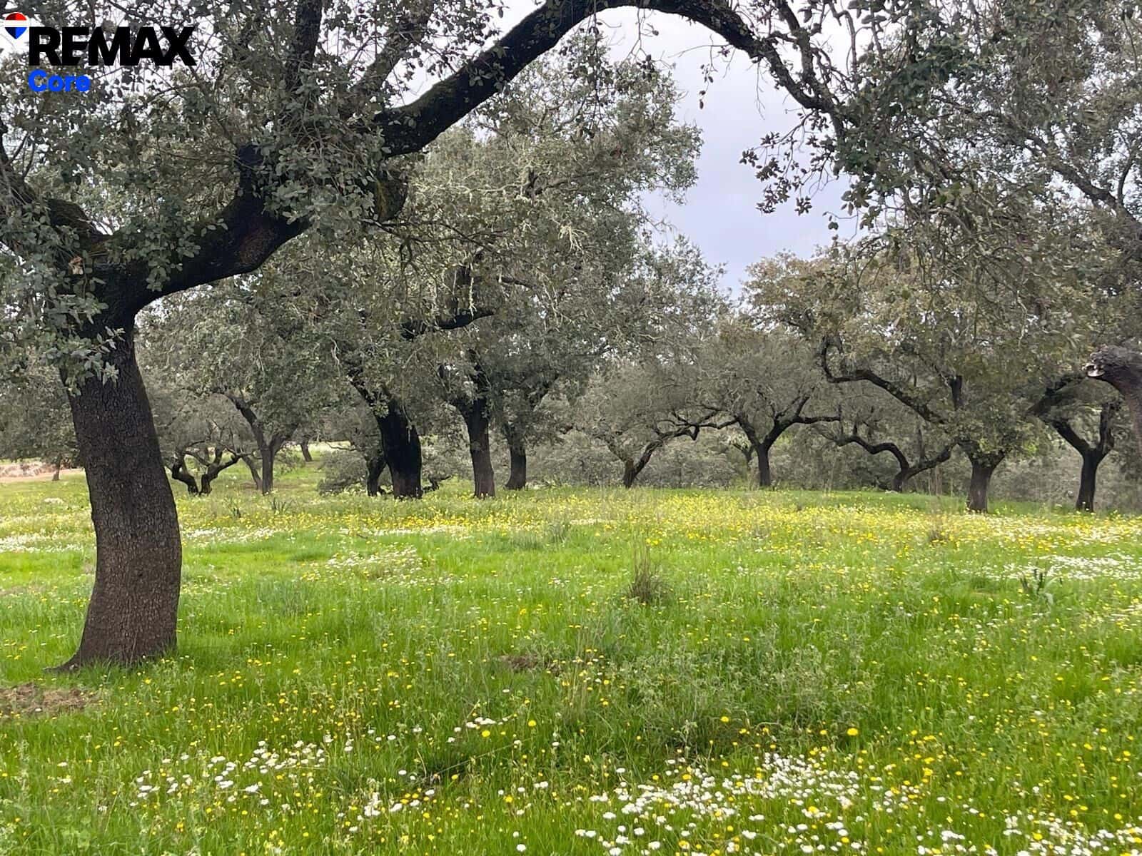 Ubebygd land til salgs i Jerez de los Caballeros - € 370 000 (Ref: 9659440)