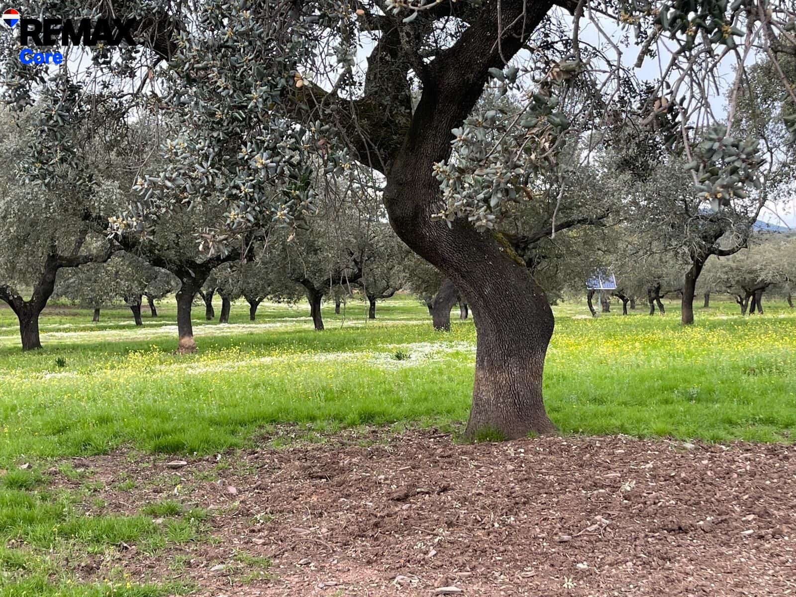 Ubebygd land til salgs i Jerez de los Caballeros - € 370 000 (Ref: 9659440)