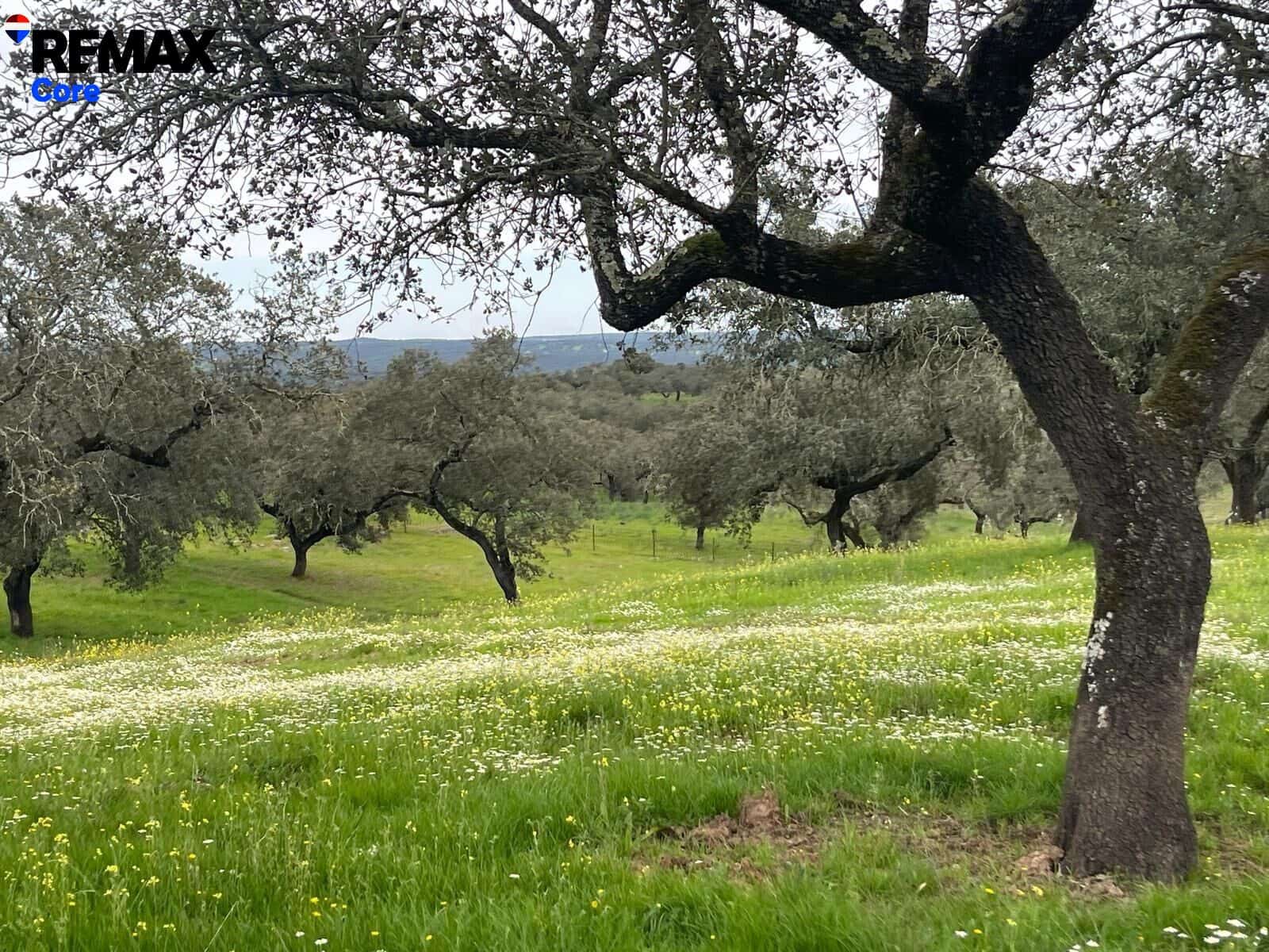 Ubebygd land til salgs i Jerez de los Caballeros - € 370 000 (Ref: 9659440)