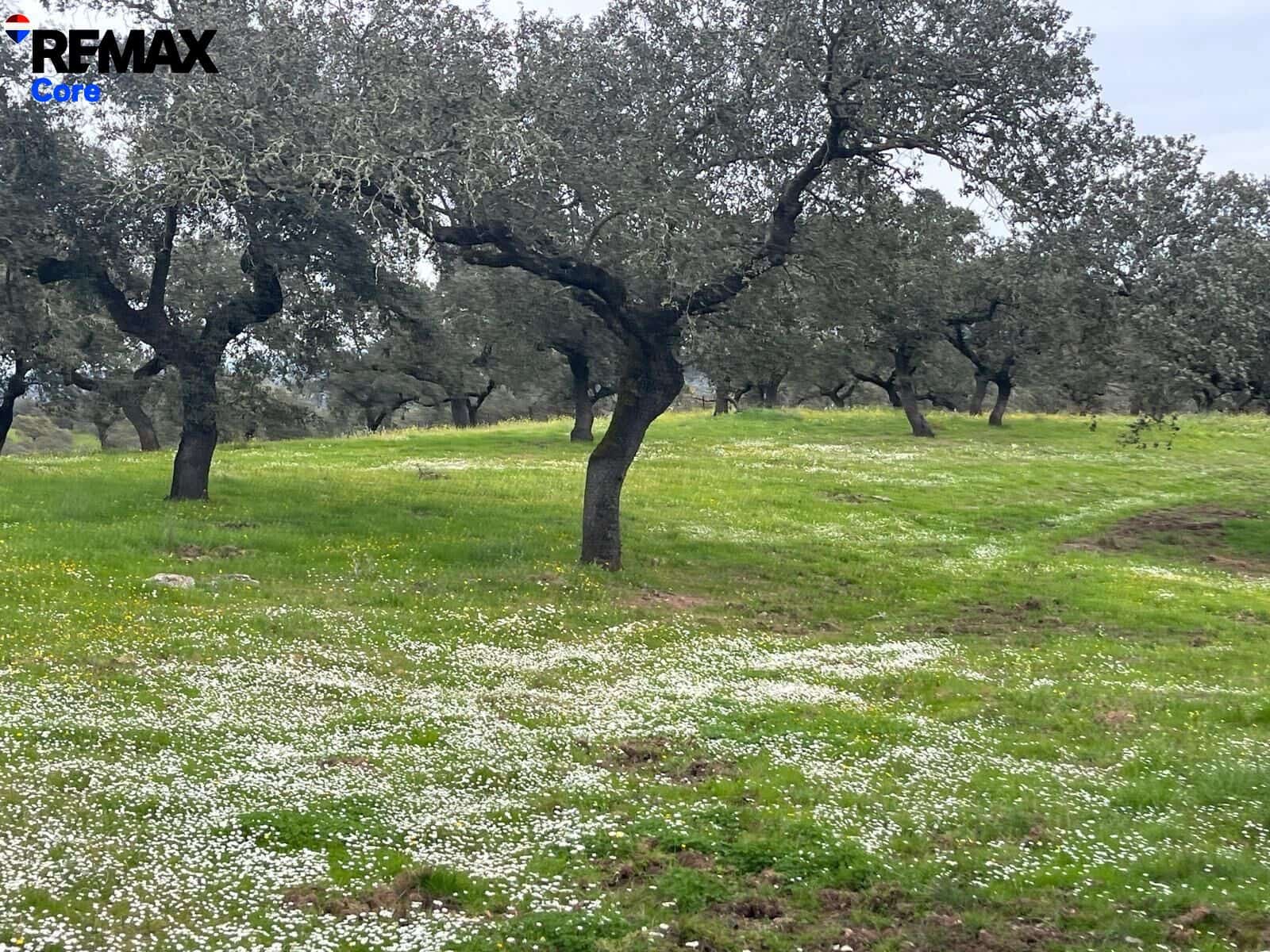 Ubebygd land til salgs i Jerez de los Caballeros - € 370 000 (Ref: 9659440)