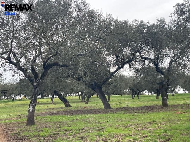 Mark till salu i Jerez de los Caballeros - 370 000 € (Ref: 9659440)