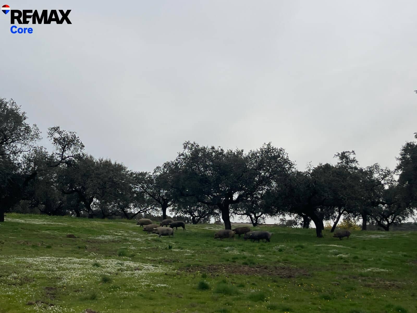 Ubebygd land til salgs i Alconchel - € 339 900 (Ref: 9659441)