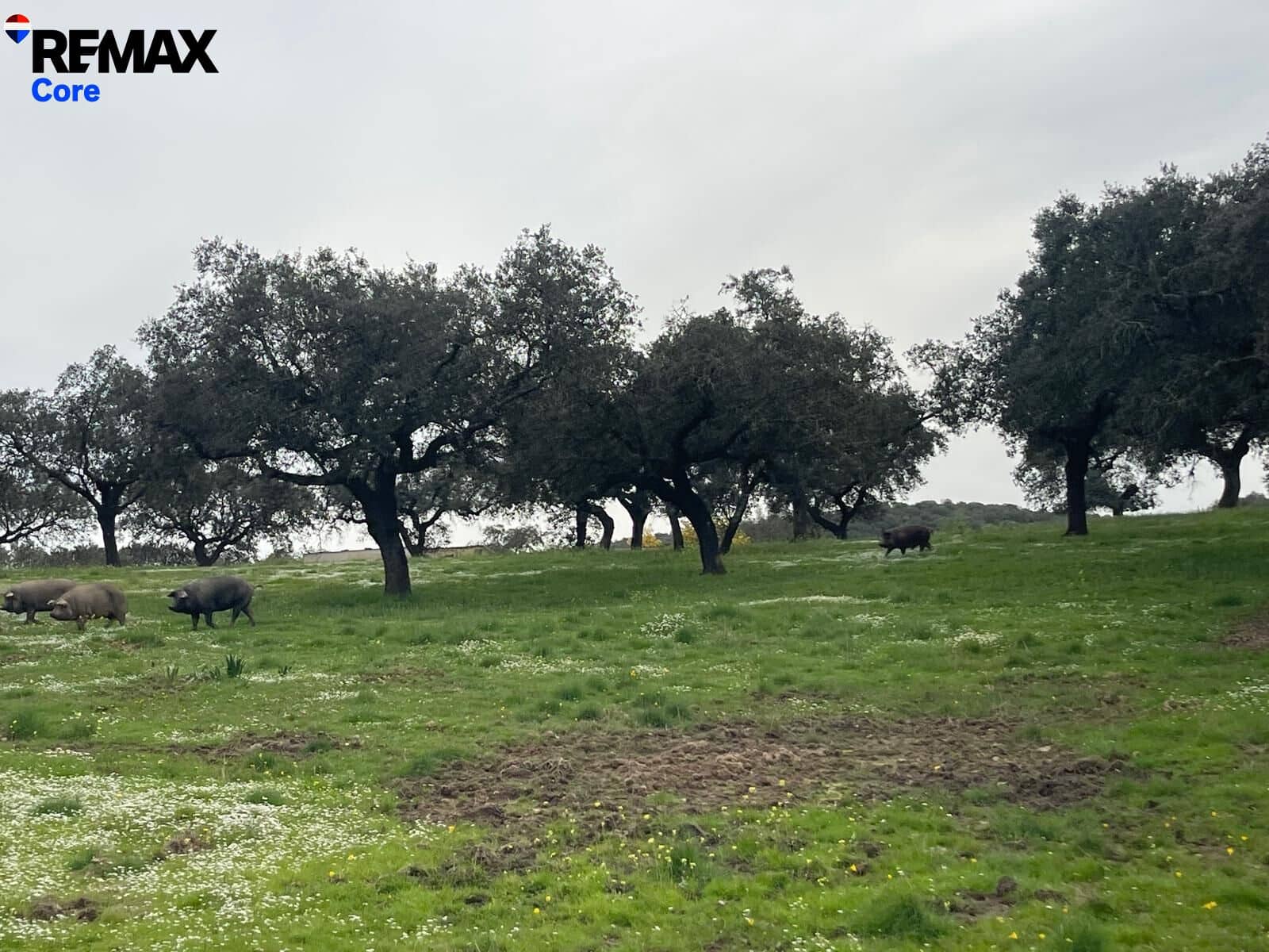 Ubebygd land til salgs i Alconchel - € 339 900 (Ref: 9659441)