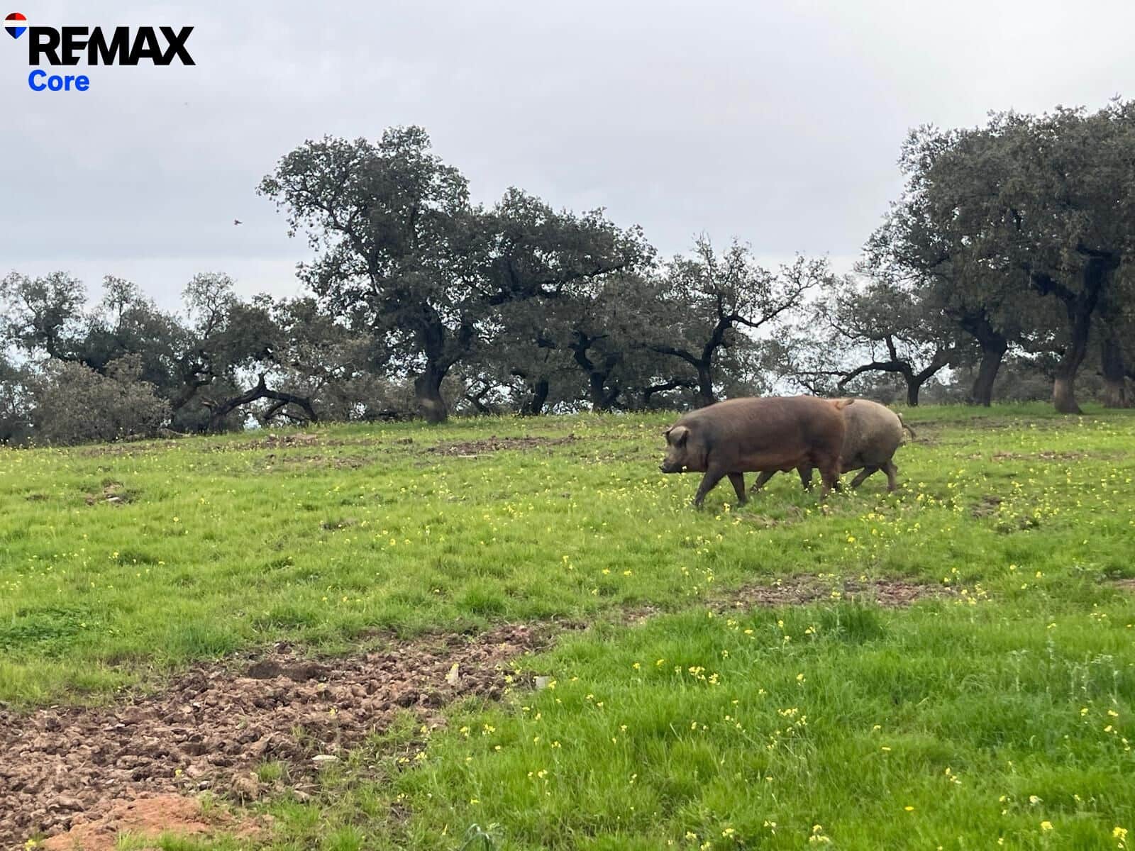 Ubebygd land til salgs i Alconchel - € 339 900 (Ref: 9659441)