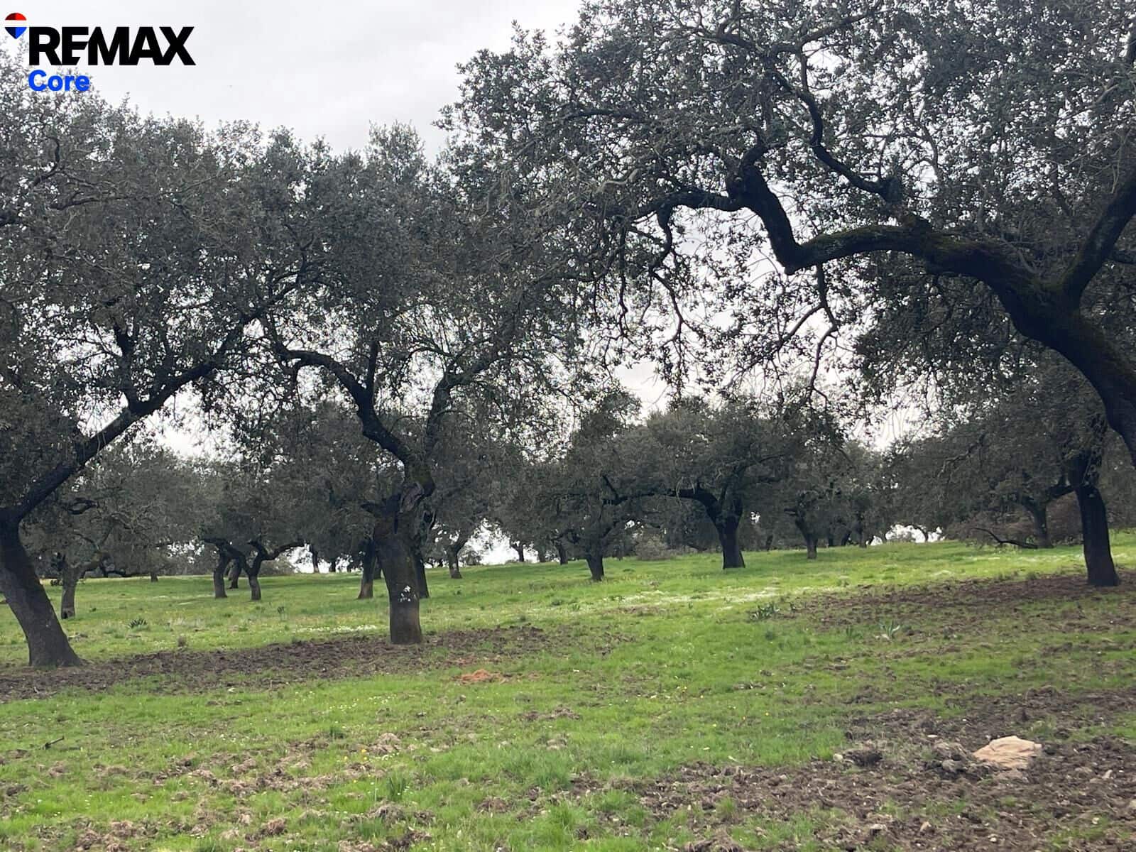 Ubebygd land til salgs i Alconchel - € 339 900 (Ref: 9659441)