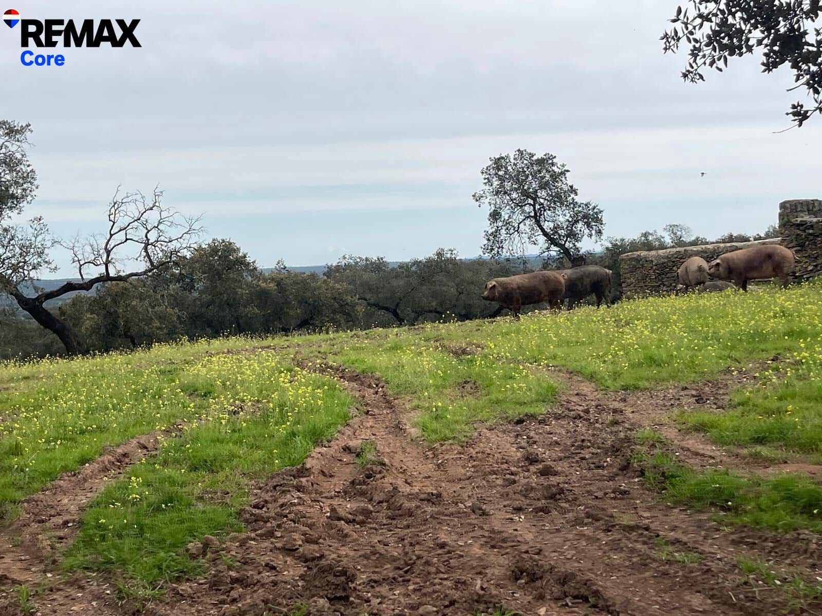 Ubebygd land til salgs i Alconchel - € 339 900 (Ref: 9659441)