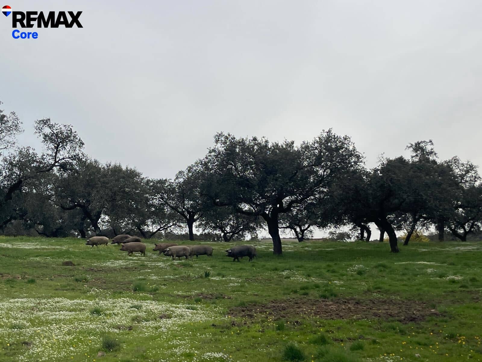 Ubebygd land til salgs i Alconchel - € 339 900 (Ref: 9659441)