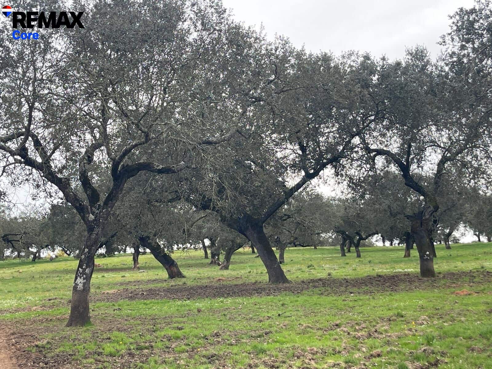 Ubebygd land til salgs i Alconchel - € 339 900 (Ref: 9659441)