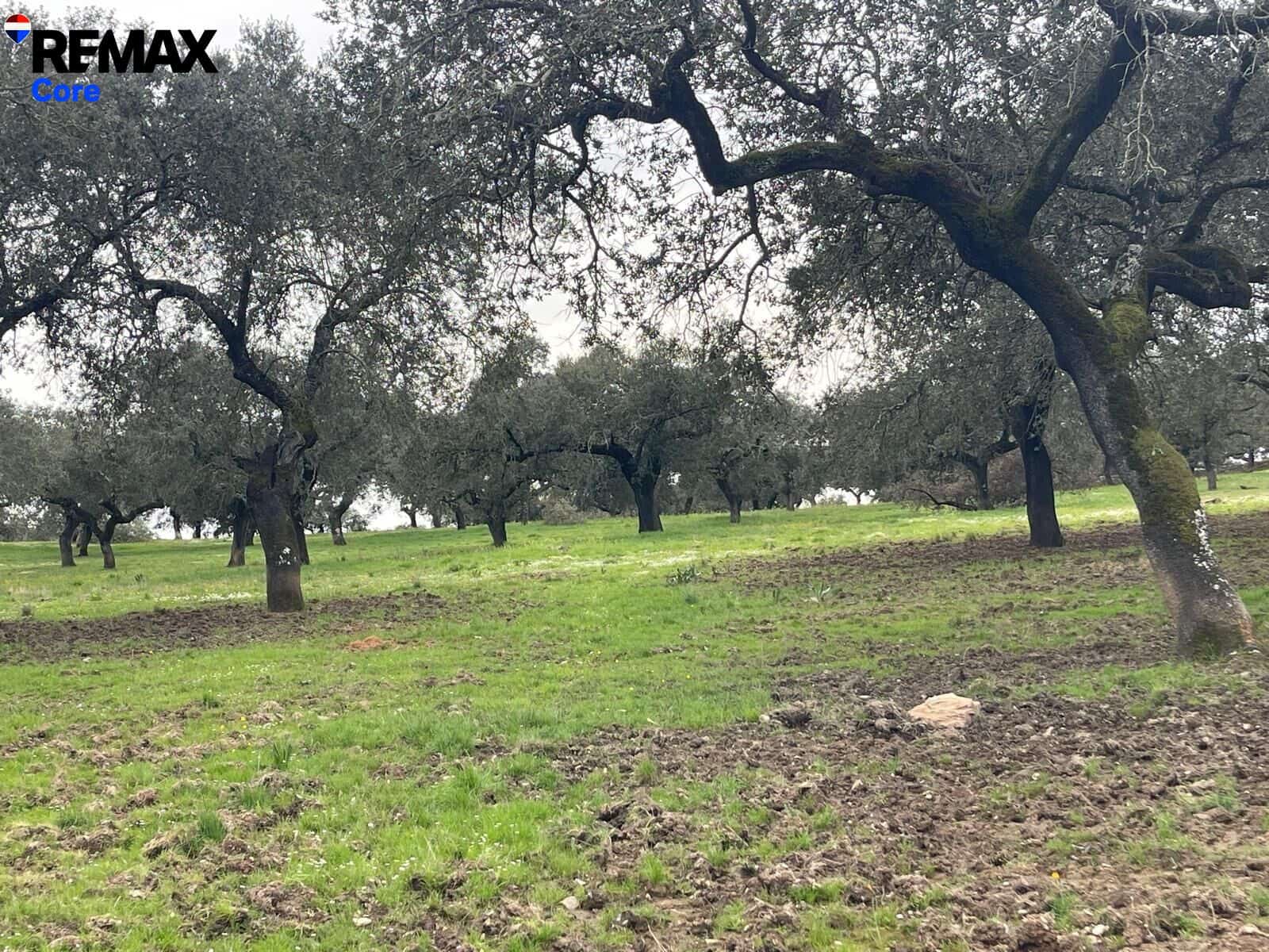 Ubebygd land til salgs i Alconchel - € 339 900 (Ref: 9659441)