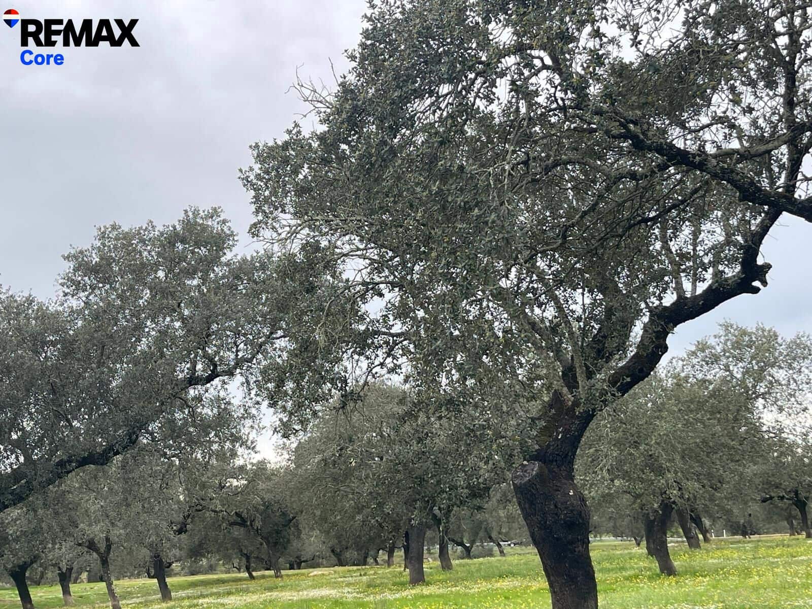 Ubebygd land til salgs i Alconchel - € 339 900 (Ref: 9659441)