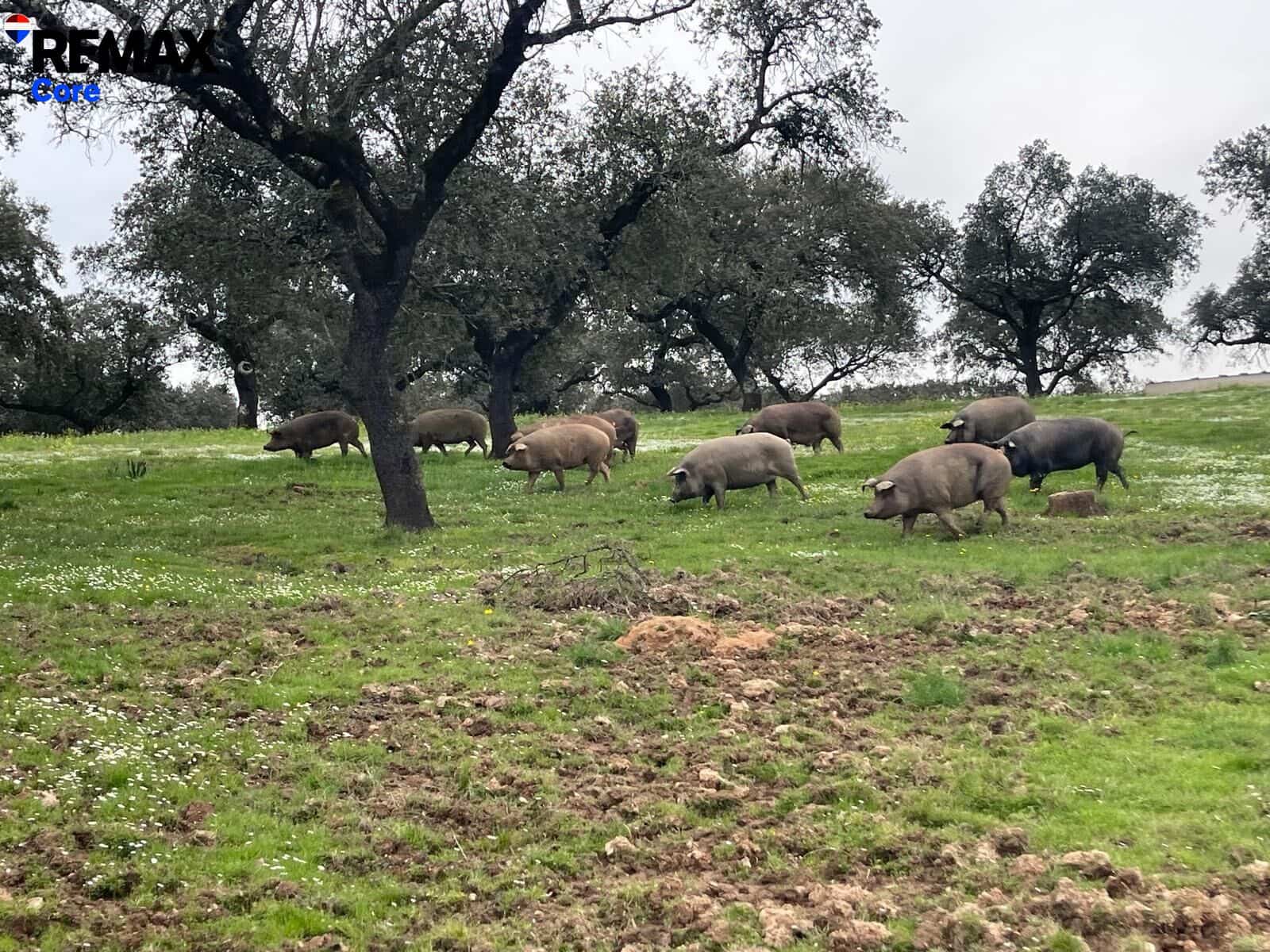 Ubebygd land til salgs i Alconchel - € 339 900 (Ref: 9659441)