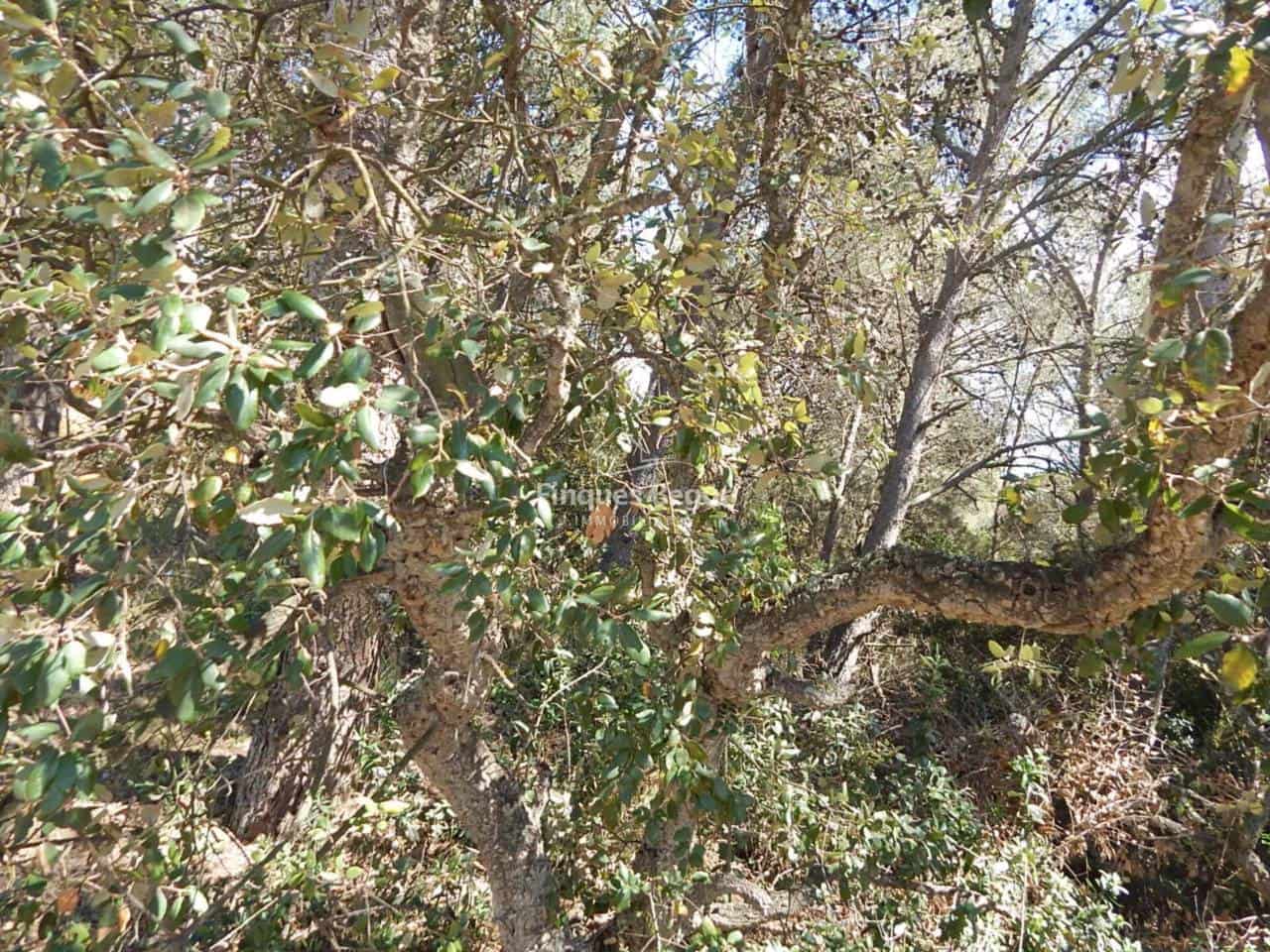 Ubebygd land til salgs i Palafrugell - € 280 000 (Ref: 9230248)