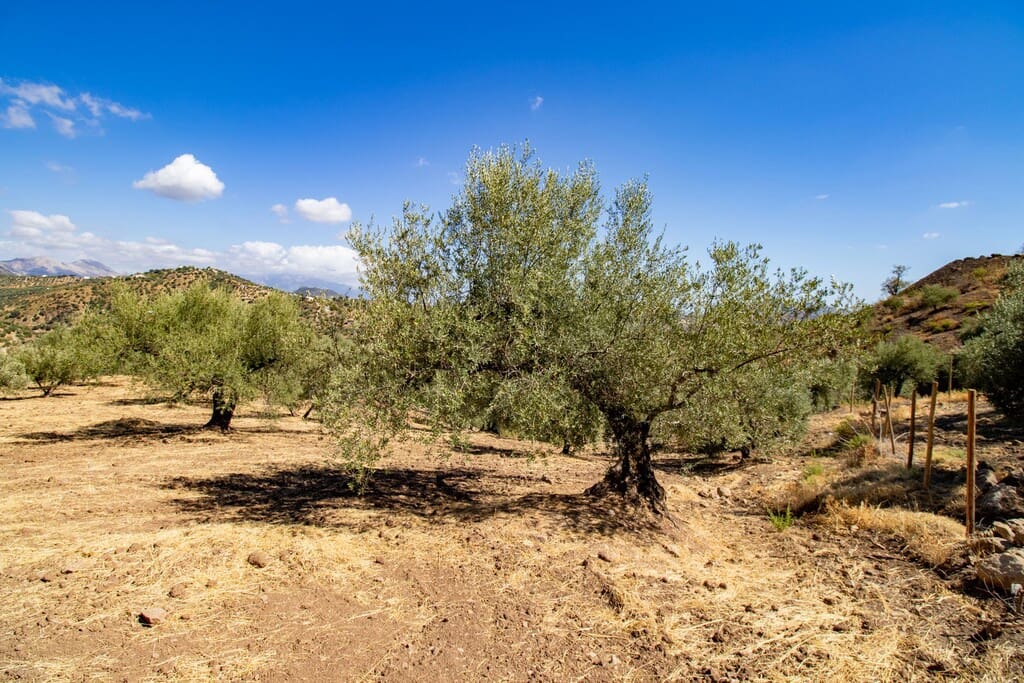 1 chambre Finca/Maison de Campagne à vendre à Riogordo - 65 000 € (Ref: 10099754)