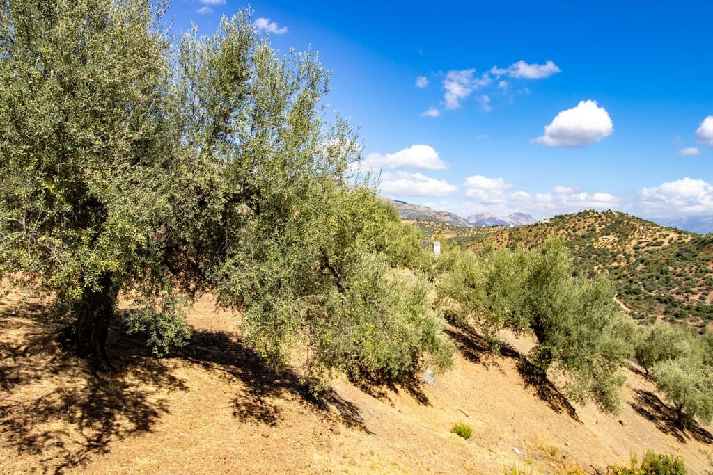 1 chambre Finca/Maison de Campagne à vendre à Riogordo - 65 000 € (Ref: 10099754)