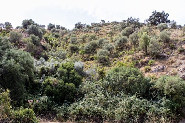 Building Plot for sale in Riogordo - € 245,000 (Ref: 9998146)