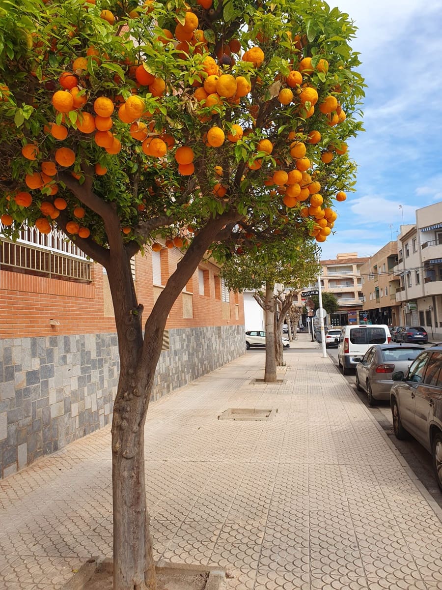 2 soveværelse Lejlighed til salg i San Pedro del Pinatar med garage - € 125.000 (Ref: 9382007)