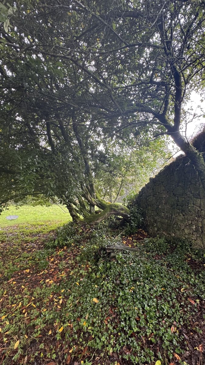 Ruin til salg i Curtis - € 65.000 (Ref: 9266547)