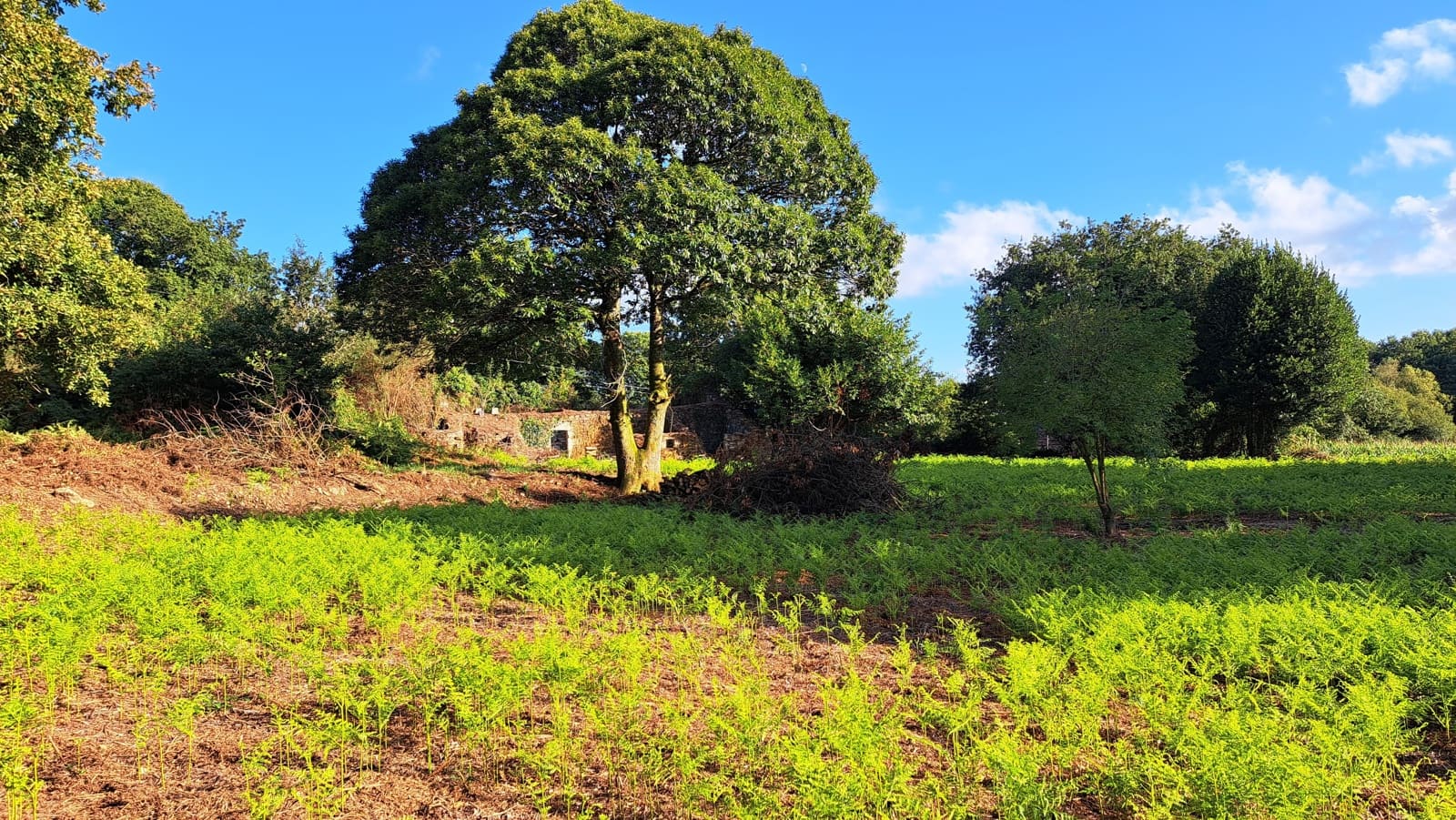 Ruin til salg i Curtis - € 65.000 (Ref: 9266547)