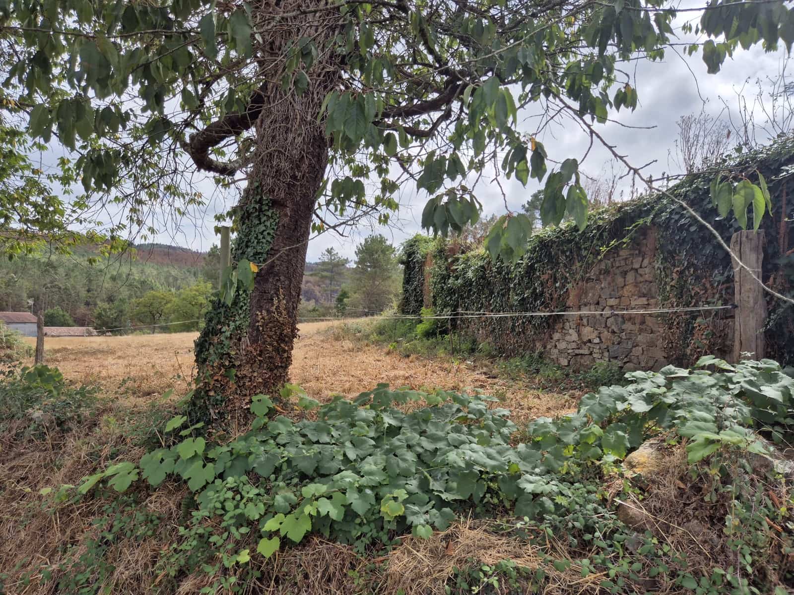 Ruin til salg i Melide - € 68.000 (Ref: 9267662)