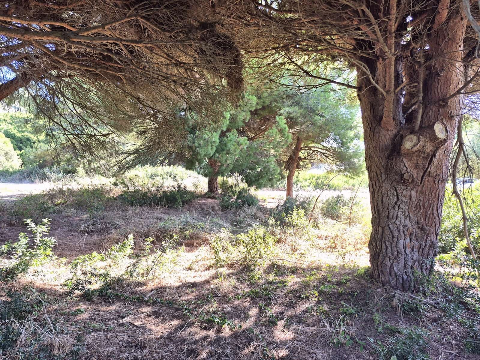 Terreno Não Urbanizado para venda em Los Canos de Meca - 105 000 € (Ref: 10117145)
