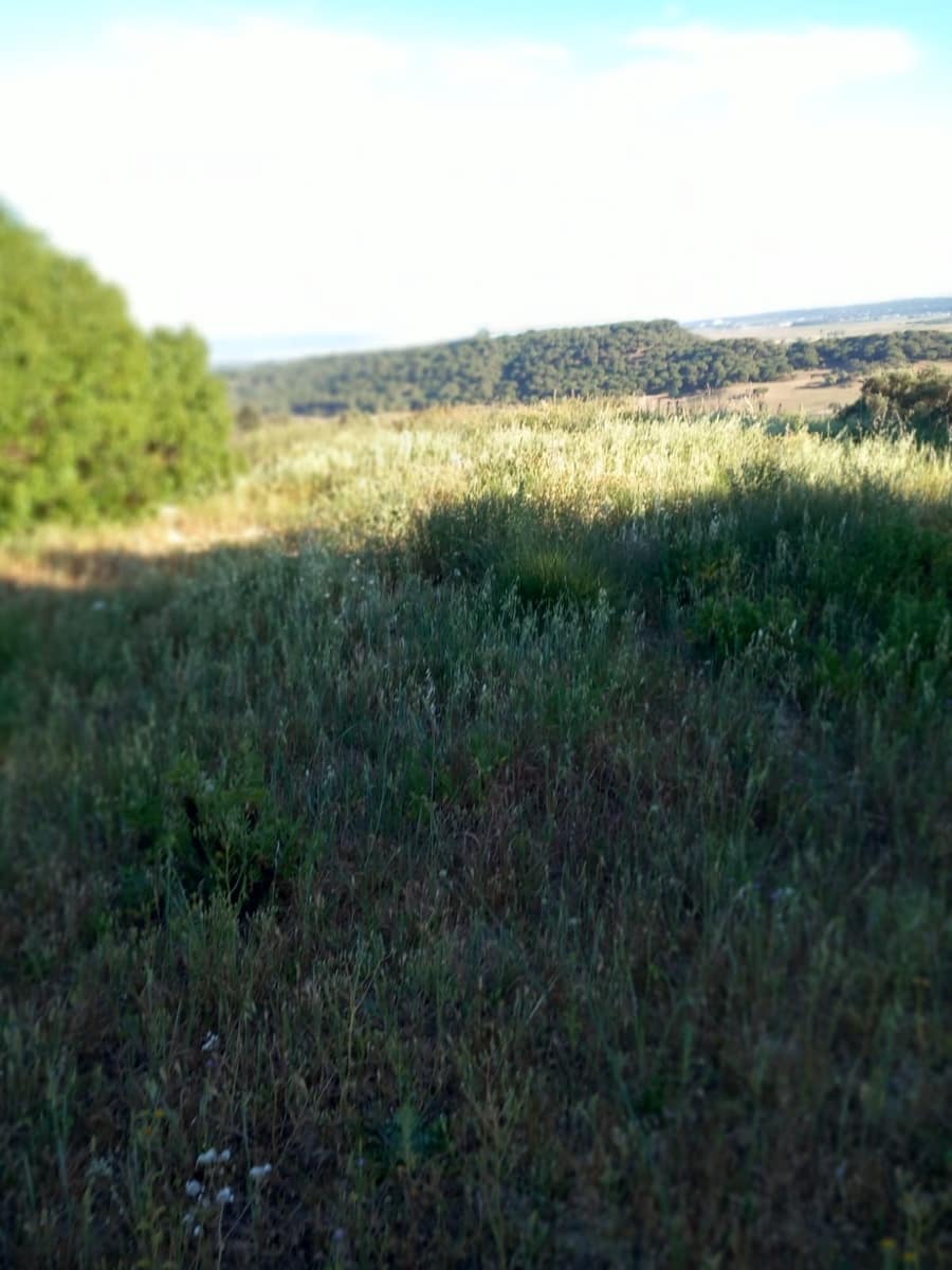 Undeveloped Land for sale in Conil de la Frontera - € 350,000 (Ref: 9889552)