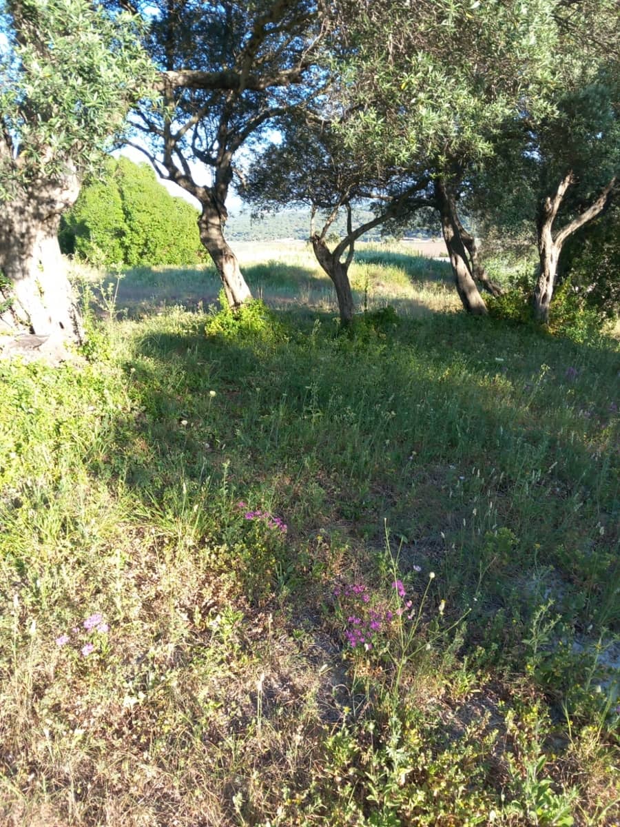 Undeveloped Land for sale in Conil de la Frontera - € 350,000 (Ref: 9889552)