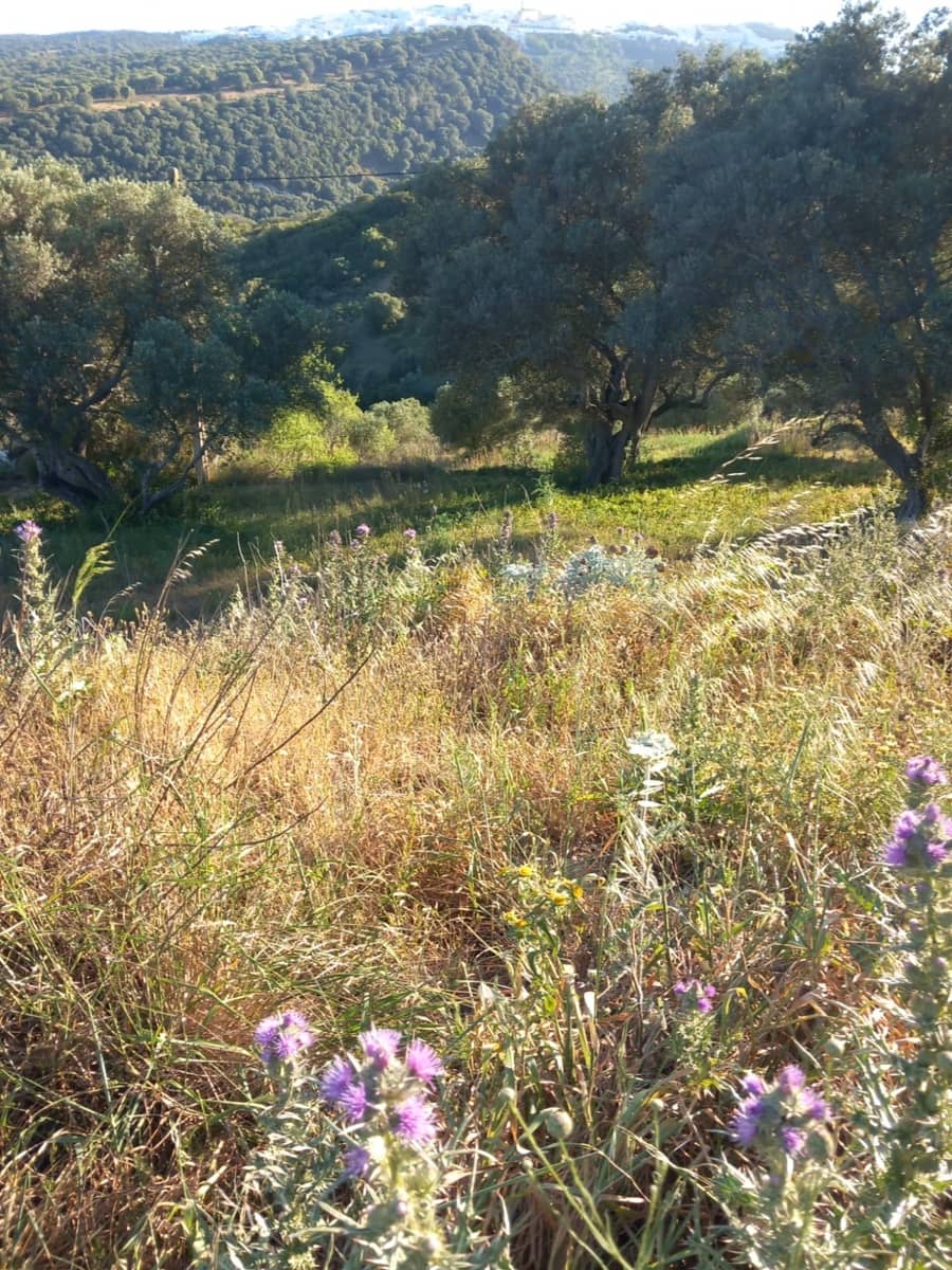 Undeveloped Land for sale in Conil de la Frontera - € 350,000 (Ref: 9889552)