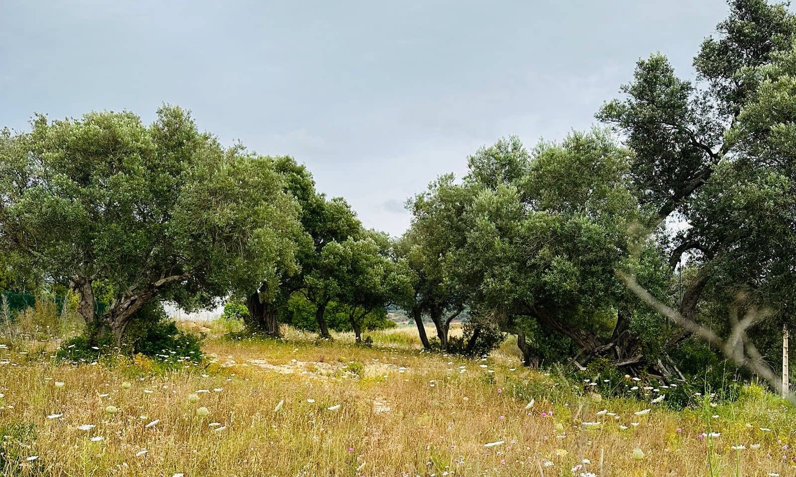 Undeveloped Land for sale in Conil de la Frontera - € 350,000 (Ref: 9889552)