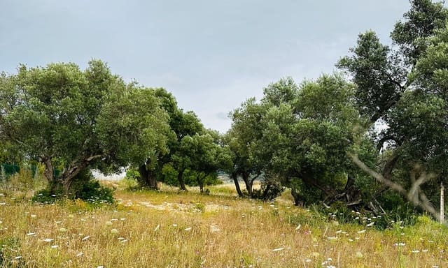 Undeveloped Land for sale in Conil de la Frontera - € 350,000 (Ref: 9889552)