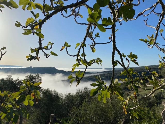 Undeveloped Land for sale in Conil de la Frontera - € 350,000 (Ref: 9889552)