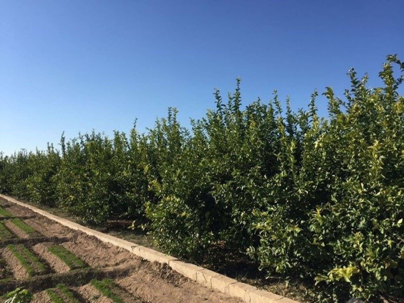 Grond te koop in Llano de Brujas - € 65.260 (Ref: 9376781)