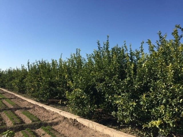 Grond te koop in Llano de Brujas, Murcia stad - € 65.260 (Ref: 9376781)