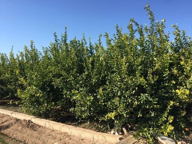 Grond te koop in Llano de Brujas, Murcia stad - € 65.260 (Ref: 9376781)