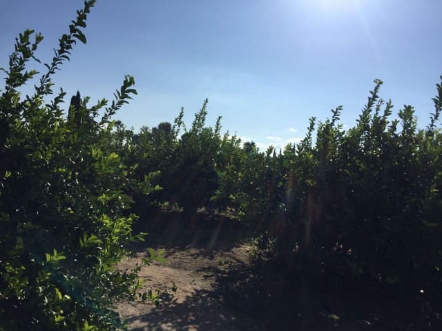 Bouwgrond te koop in Murcia stad - € 176.200 (Ref: 9406720)