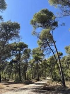 Building Plot for sale in Aledo - € 63,000 (Ref: 9829268)