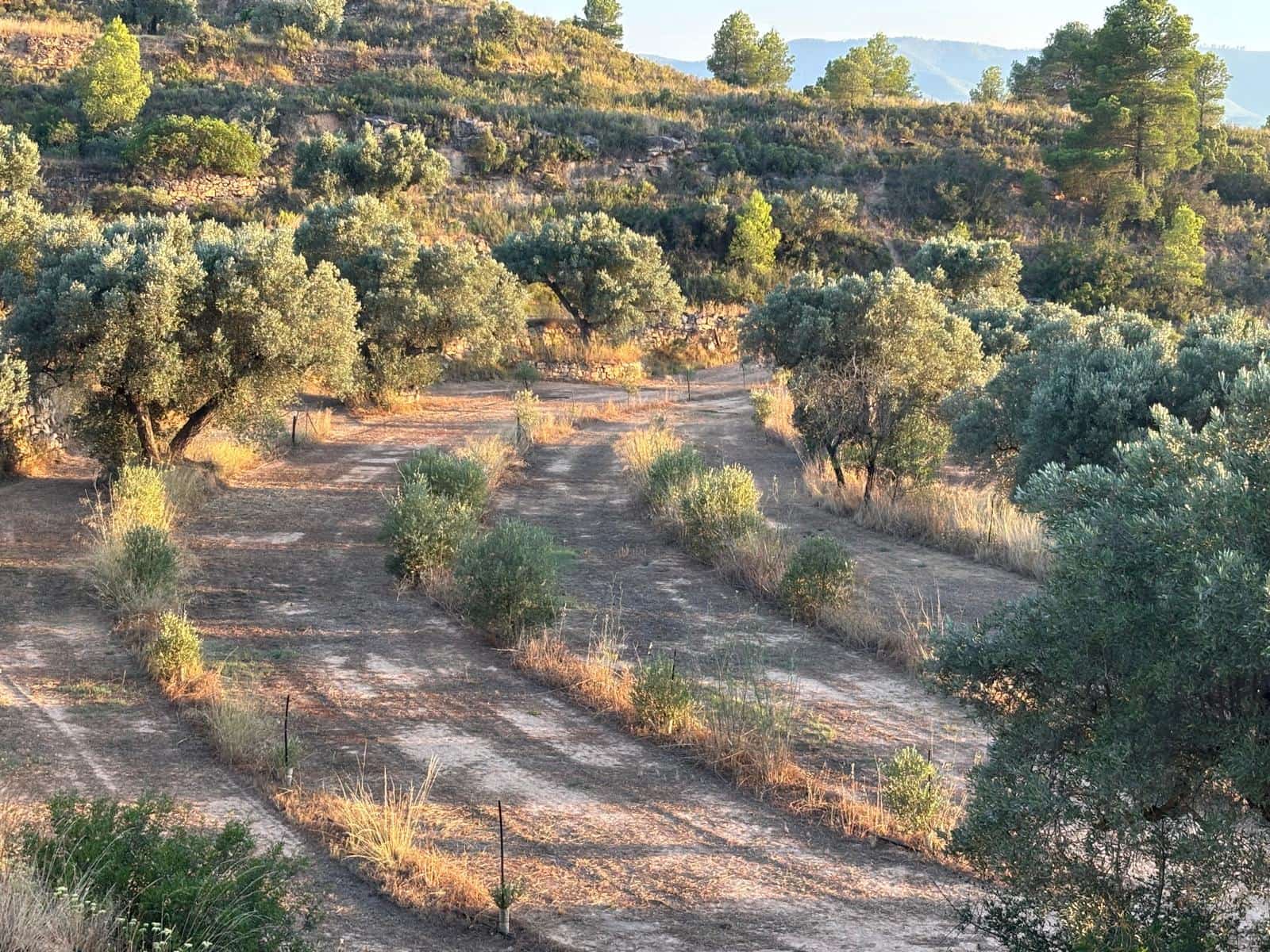 Finca/Country House for sale in Riba-roja d'Ebre - € 27,000 (Ref: 9316976)