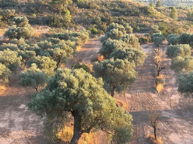 Quinta/Casa Rural para venda em Riba-roja d'Ebre - 27 000 € (Ref: 9316976)