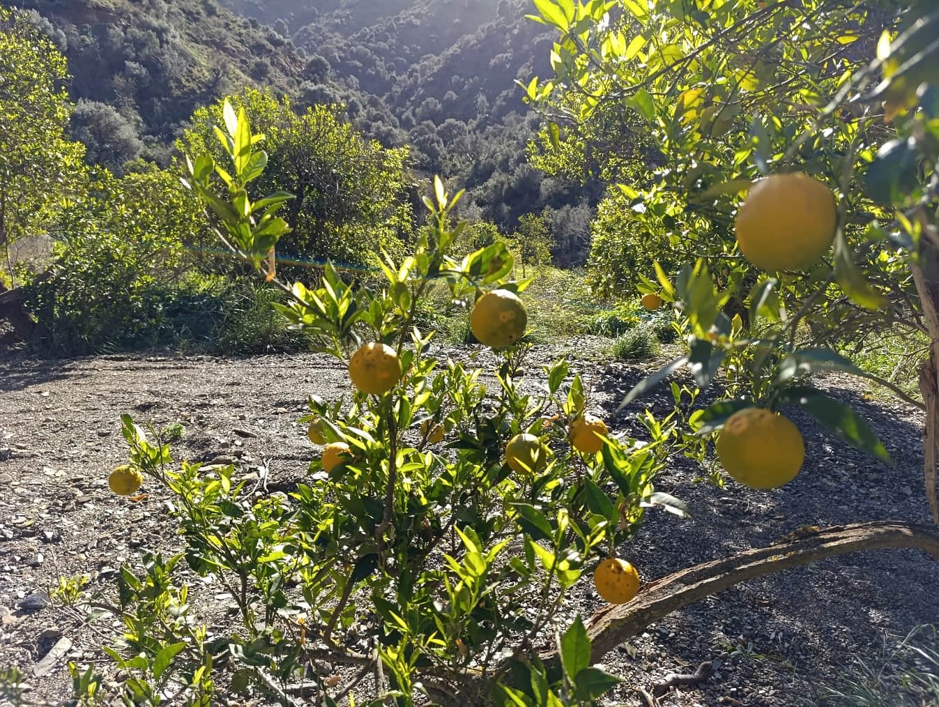 Finca/Casa Rural en Málaga ciudad en venta - 178.000 € (Ref: 9624117)