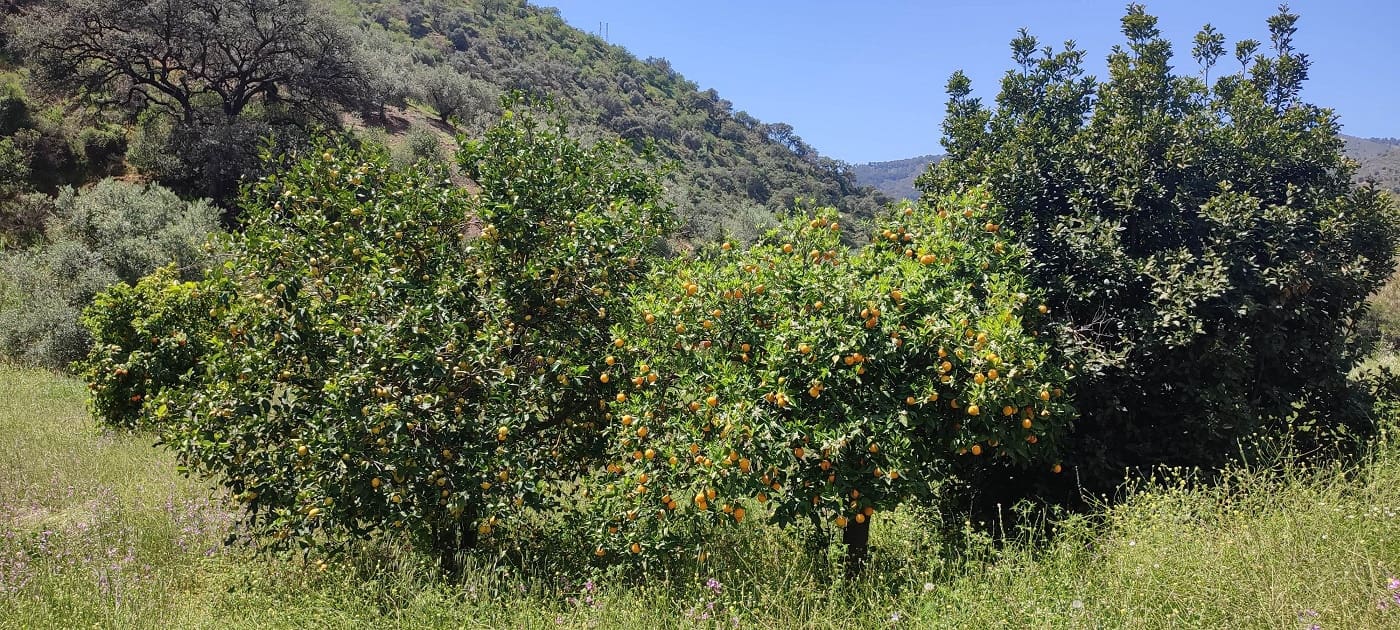 Finca/Casa Rural en Málaga ciudad en venta - 178.000 € (Ref: 9624117)