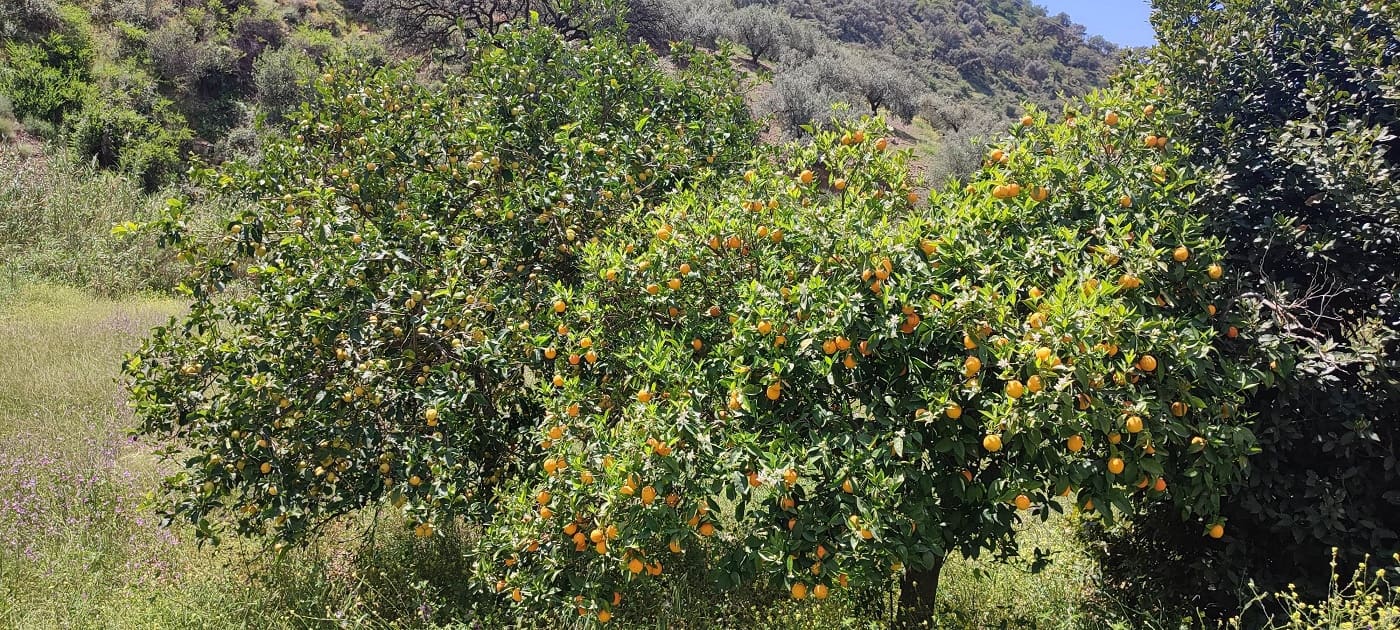 Finca/Casa Rural en Málaga ciudad en venta - 178.000 € (Ref: 9624117)