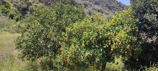 Finca/Casa Rural en Centro Historico, Málaga ciudad en venta - 178.000 € (Ref: 9624117)