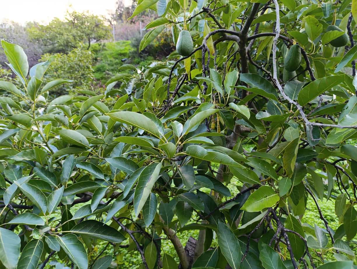 Undeveloped Land for sale in Nerja - € 95,000 (Ref: 9713198)