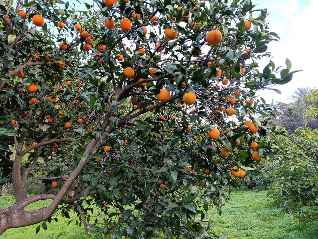 Undeveloped Land for sale in Nerja - € 95,000 (Ref: 9713198)