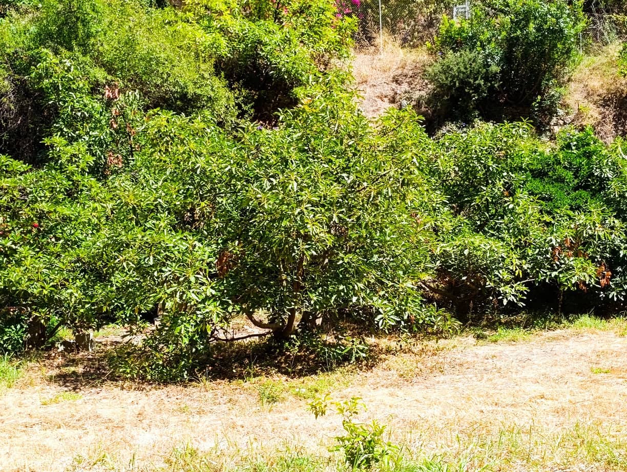 Undeveloped Land for sale in Nerja - € 95,000 (Ref: 9713198)