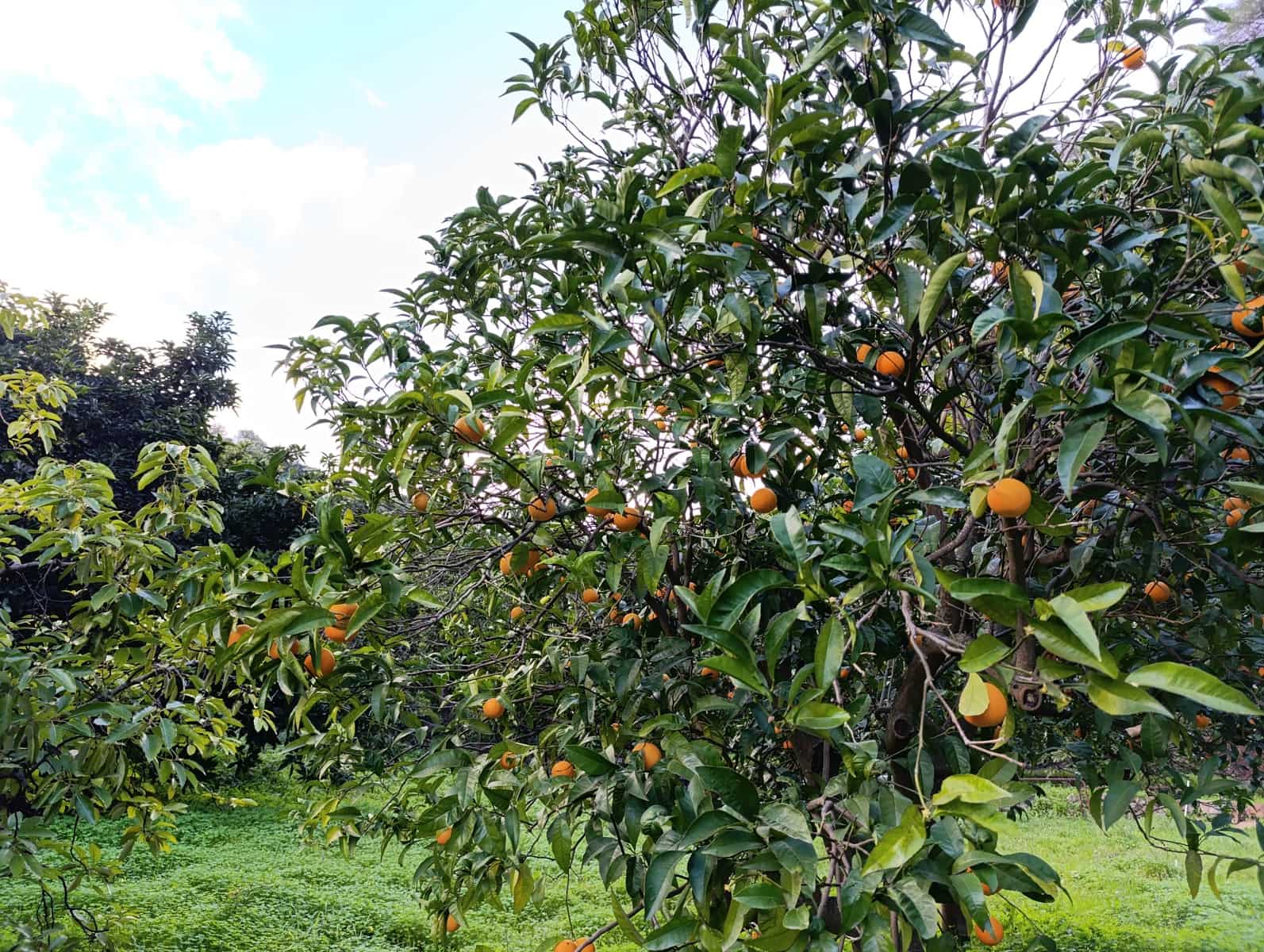 Undeveloped Land for sale in Nerja - € 95,000 (Ref: 9713198)