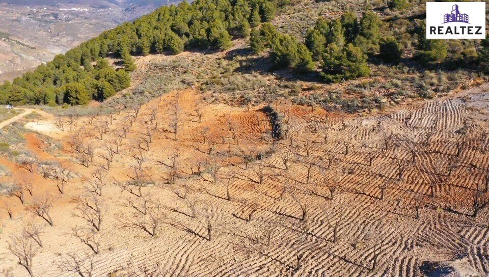 Teren niezagospodarowany na sprzedaż w Alcolea - 59 900 € (Ref: 9338678)