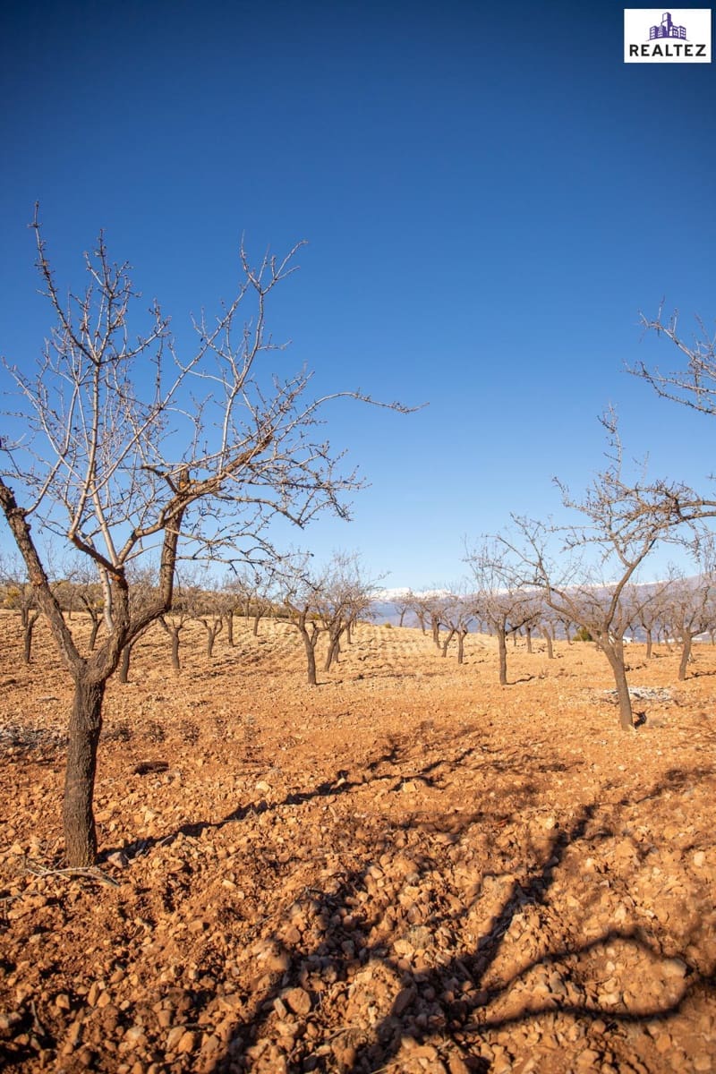 Teren niezagospodarowany na sprzedaż w Alcolea - 75 000 € (Ref: 9338679)